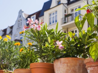 Balkon Pflanzen Blick auf Altbau-Wohnungen