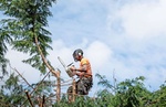 Baumarbeiten - Typ mit Motorsäge sitzt im Baum