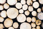 Baumstämme gefällt gestapelt