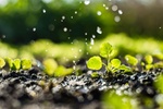 Bewässerung Regenwasser Pflanzen Wassertropfen Regen