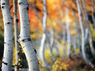 Birkenstaemme im Herbst