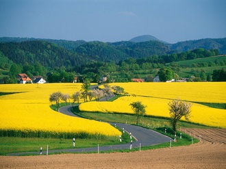 Bluehende Rapsfelder, Strasse, Saechsische Schweiz, Sachsen