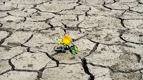 Dürre Extremwetter Trockenheit Erde Blume