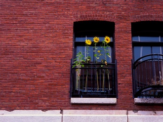 Fenster mit Sonnenblumen