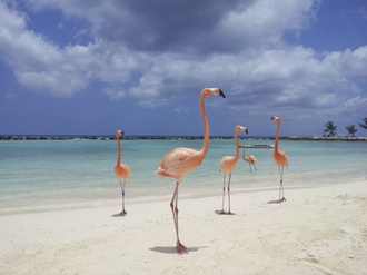 Flamingos Sommer Sonne Strand