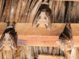 Fledermäuse im Dach Dachstuhl