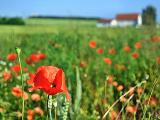 Haus im Grünen_Mohn und Wiese