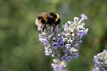 A White-tailed bumblebee (Bombus lucorum) visits lavender plants in a south London suburban garden,