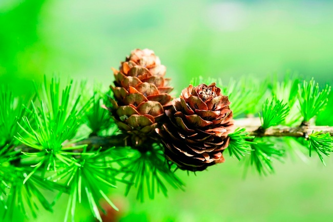 Baum Von Nachbar Zu Hoch