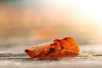 Laub Herbst Blatt bunt Herbstlaub