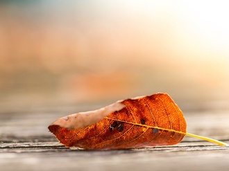 Laub Herbst Blatt bunt Herbstlaub