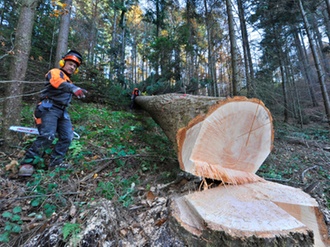 Mann mit Motorsäge hat Baum gefällt