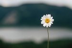 Marguerite Gänseblümchen Blüte Berg See