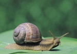 Schnecke