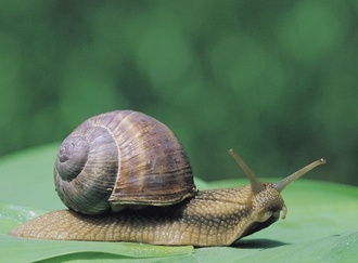 Schnecke