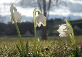 Schneeglöckchen_Frühling