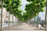 Straße Bäume Allee Wohnhäuser Rhein Düsseldorf