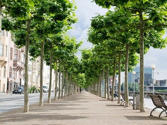 Straße Bäume Allee Wohnhäuser Rhein Düsseldorf