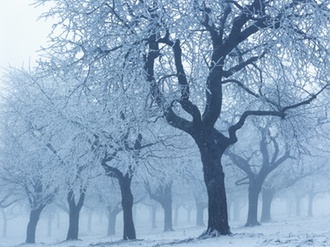 Verschneite Bäume im Nebel