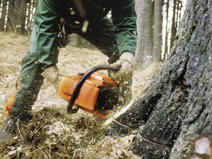 Gefährliche Berufe: Waldarbeiter