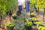 Weinernte Erntehelfer Trauben Weinberg