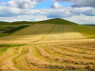 Weizenfeld Hügel im Hintergrund